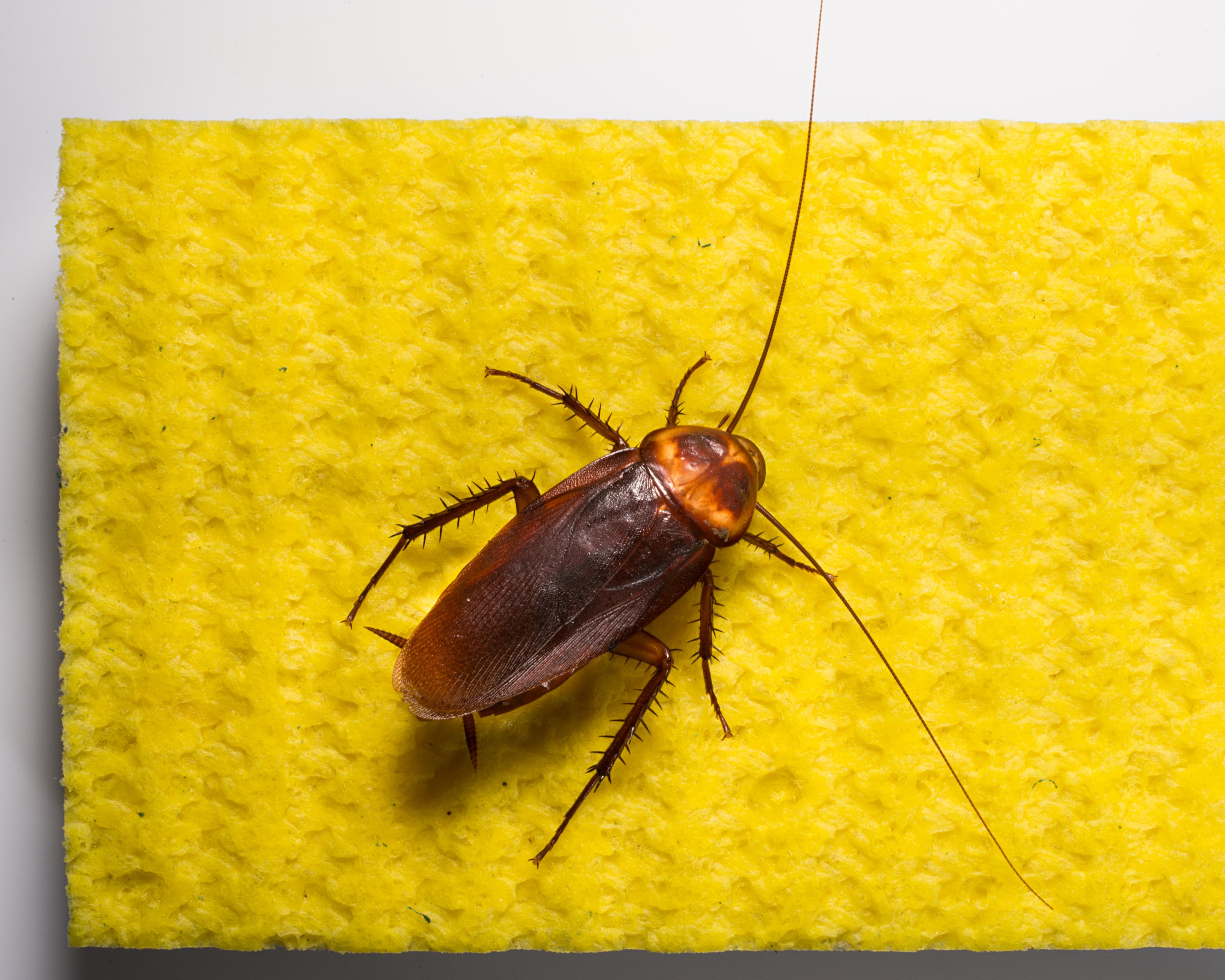 what-is-the-difference-between-american-and-german-roaches